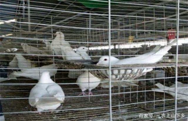 做生意都是存在一定的风险的,那么2019年养鸽子有销路吗?