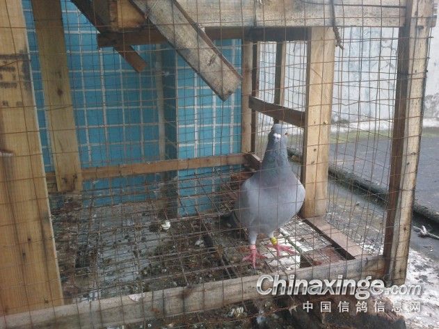 现在养的鸽子
