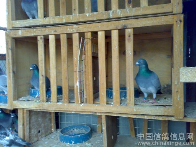 县城里唯一的养鸽人--中国信鸽信息网相册