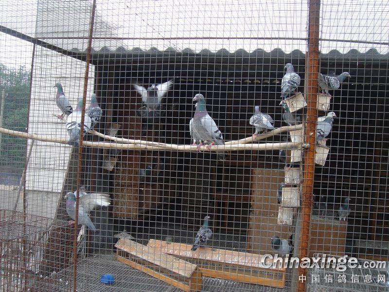 中原珍宝鸽舍--中国信鸽信息网相册