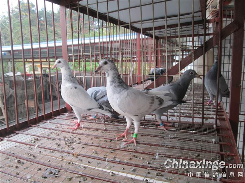 鸽子入住新鸽舍--中国信鸽信息网相册