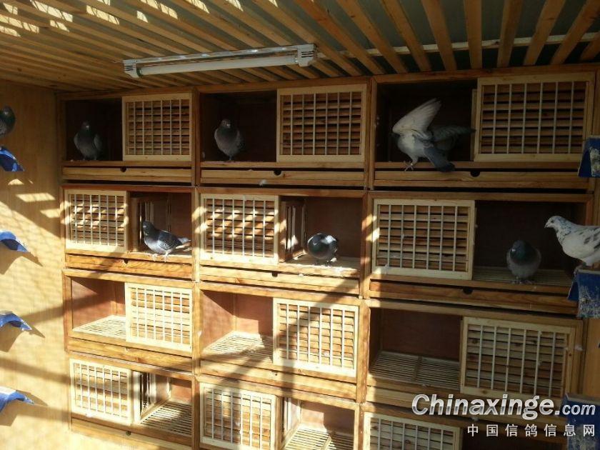 伟玮鸽舍--中国信鸽信息网相册