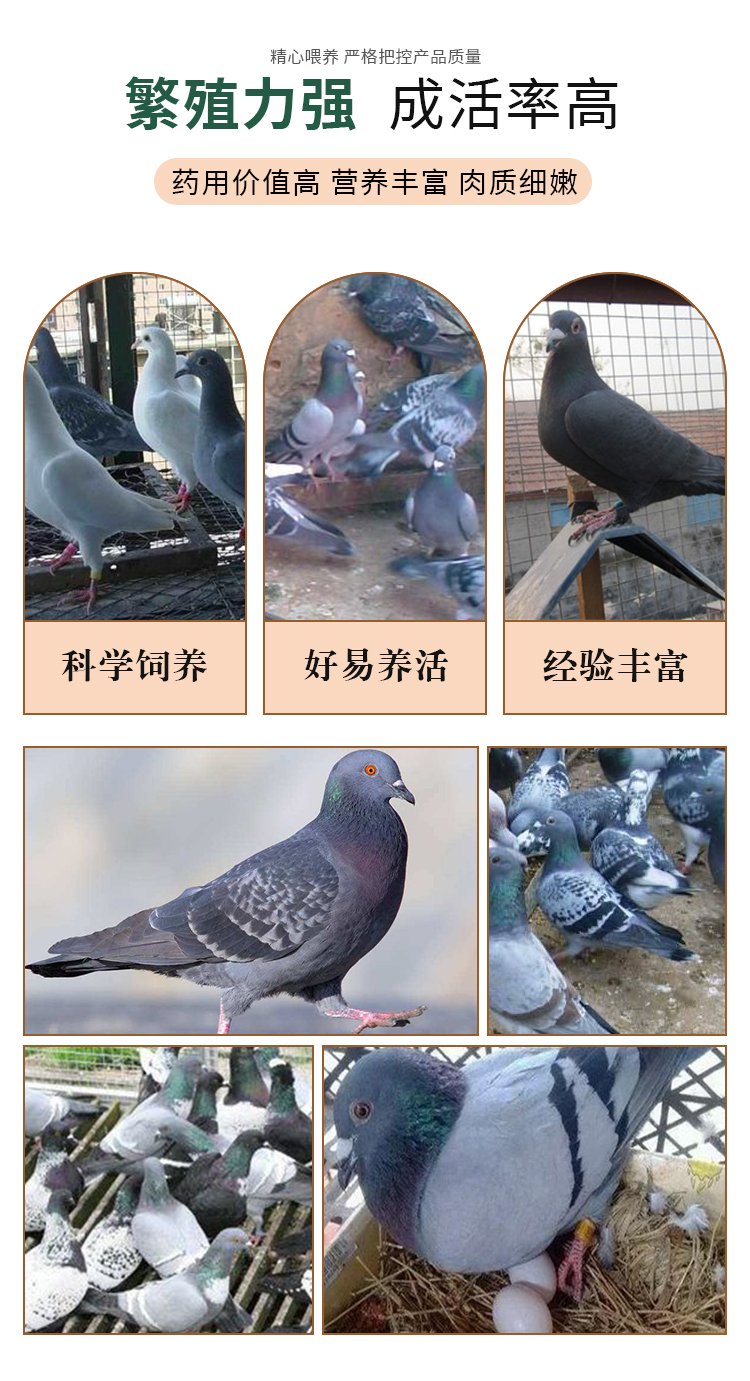白羽王种鸽养殖场 元宝鸽观赏鸽价格 隆航