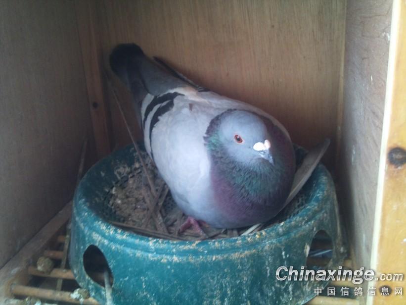 鸽子近况