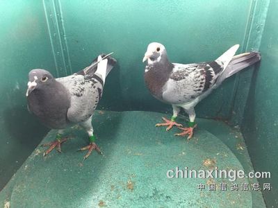 6月1日幼鸽入棚照片