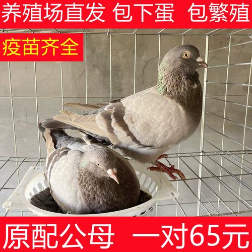 创新共赢 宿迁汉云鸽子养殖与淘宝网携手助力养殖户致富
