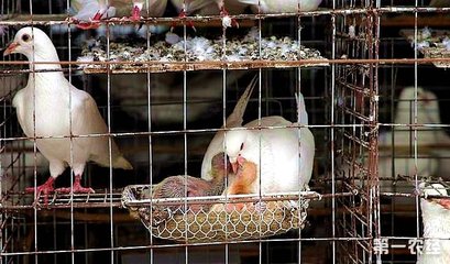 乳鸽的饲养管理全攻略 从出壳到出栏的精细化操作